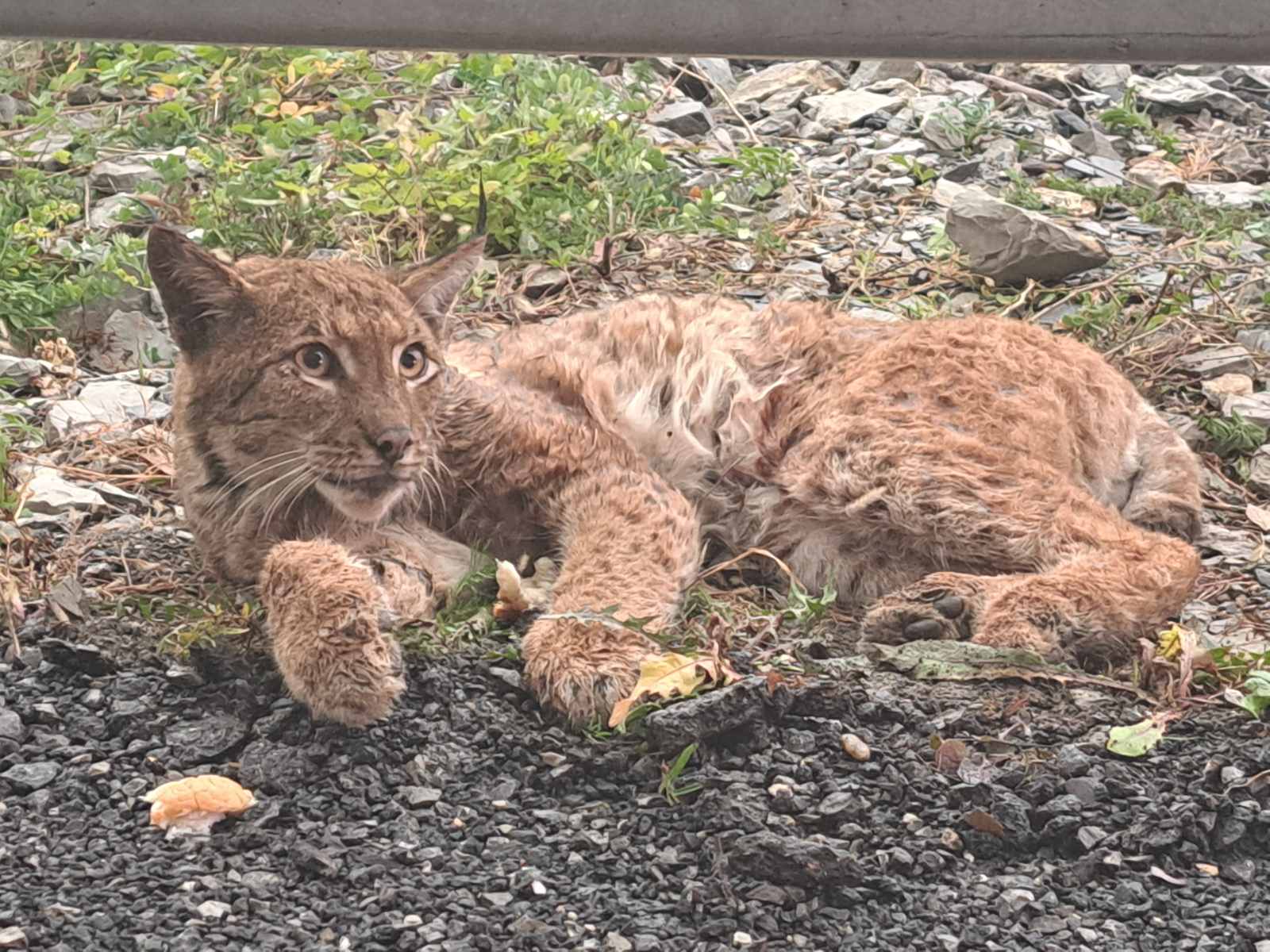 The cured lynx that was injured on Djerdap highway will be taken back to Djerdap National Park on the 3rd of February