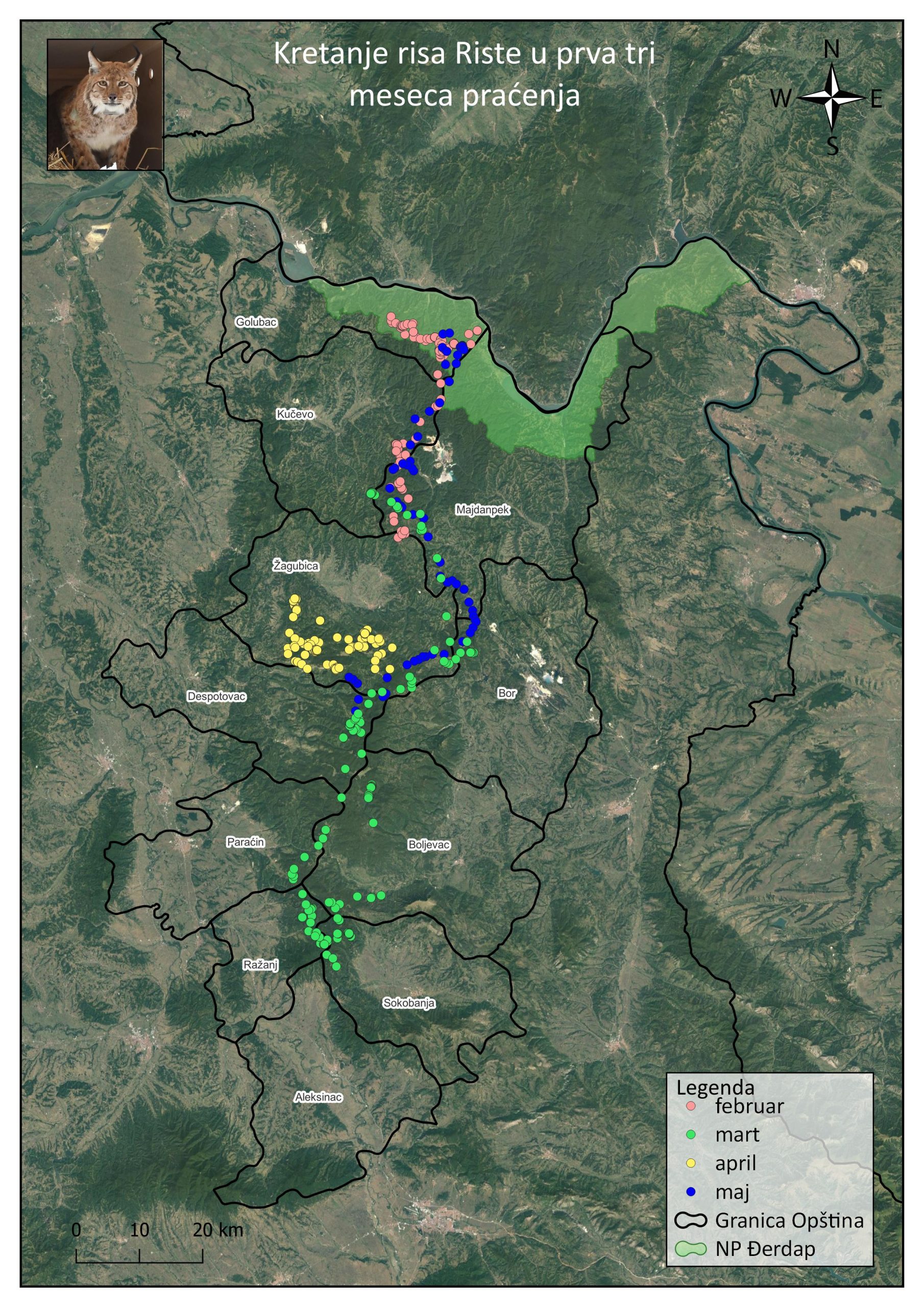 Movement of the lynx named Ristа in the first three months of monitoring