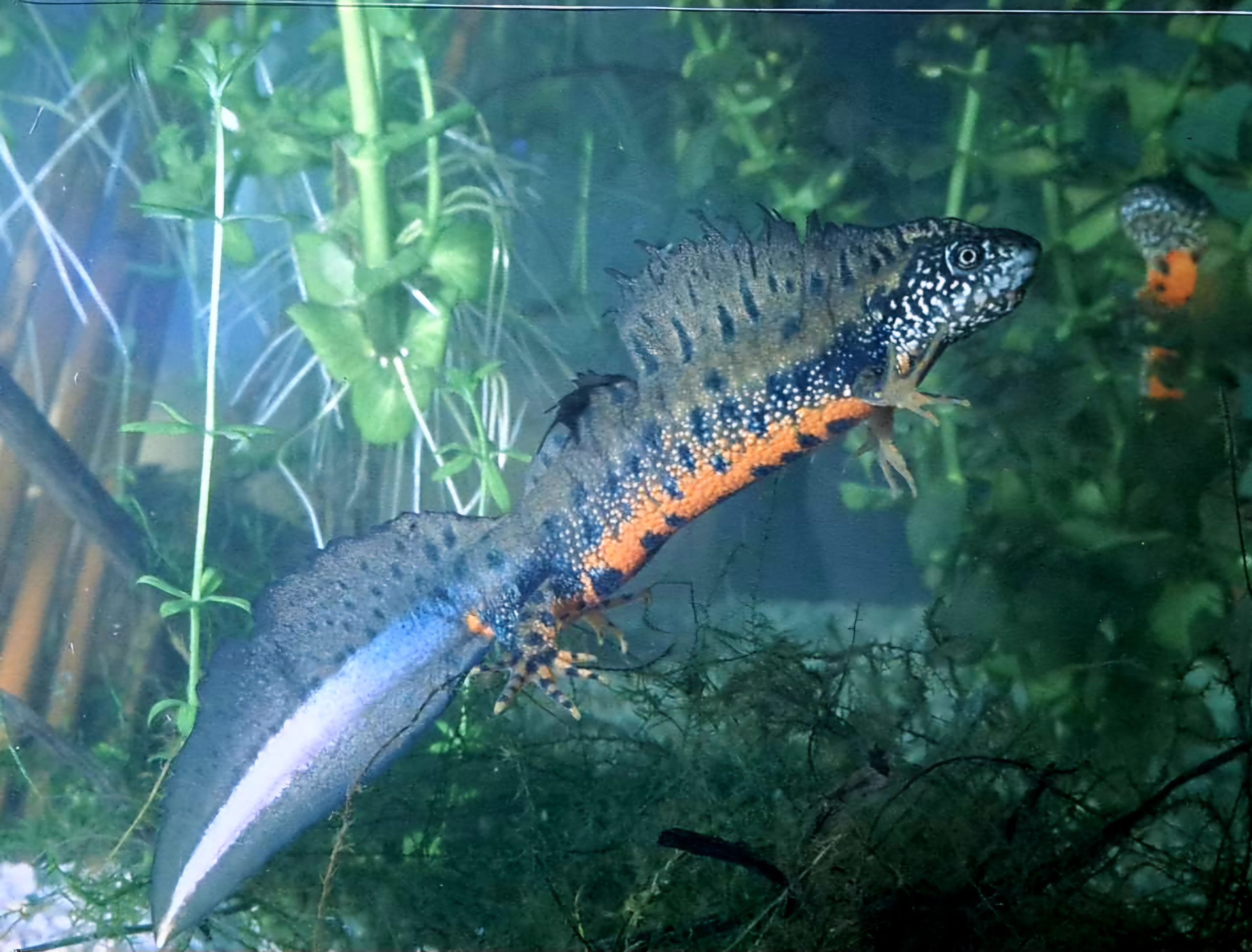 Упознајте царство угрожених водених змајева у Центру за посетиоце Националног парка Ђердап